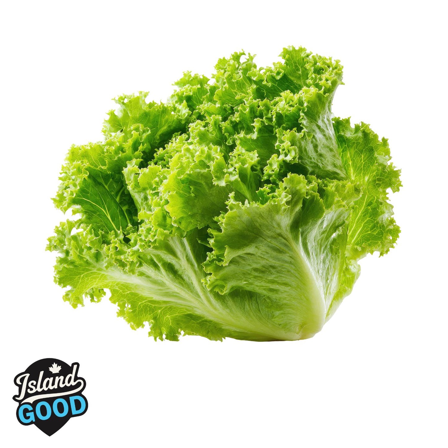 Certified Organic LOCAL Green Leaf Lettuce (Each)