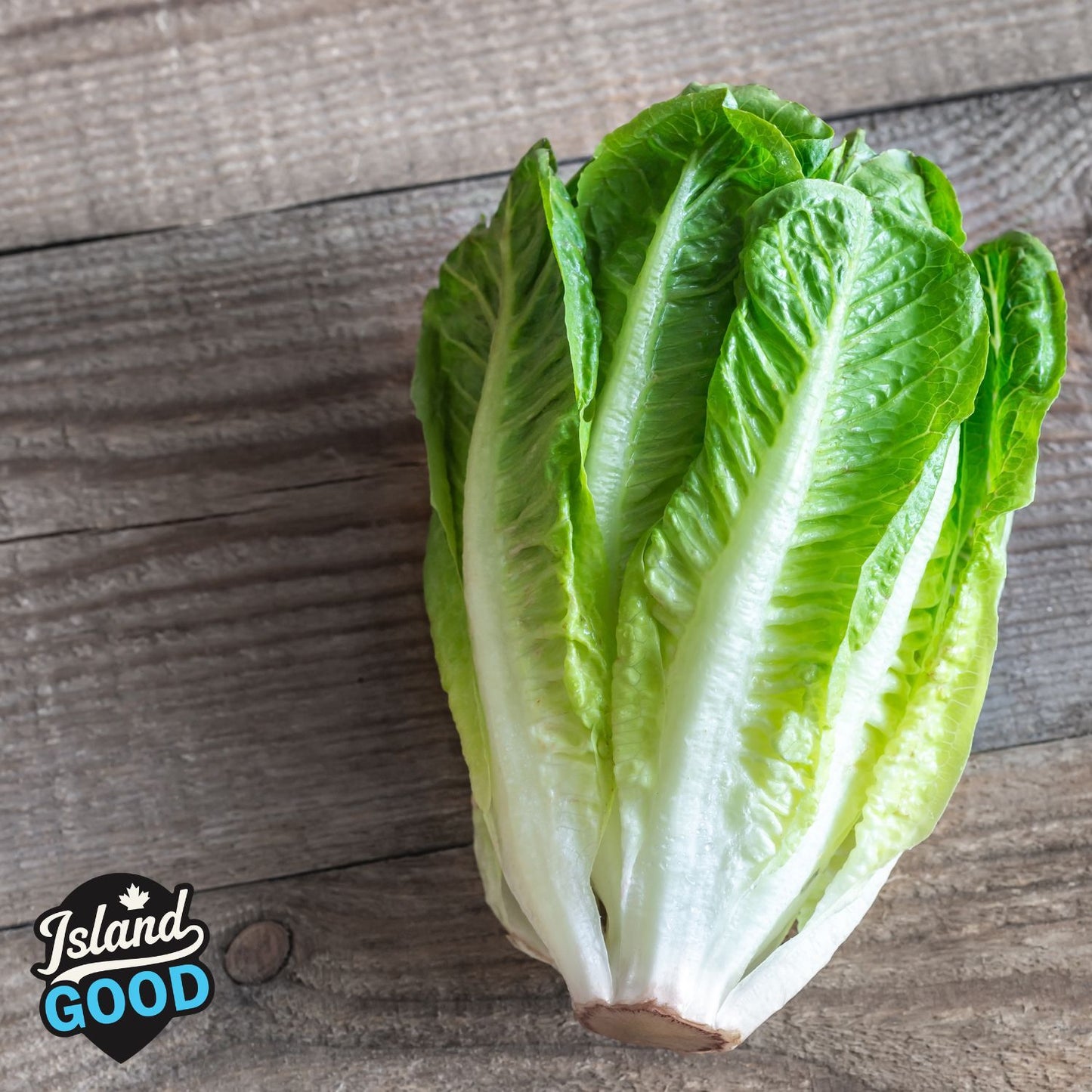 Certified Organic LOCAL Romaine Lettuce (Each)