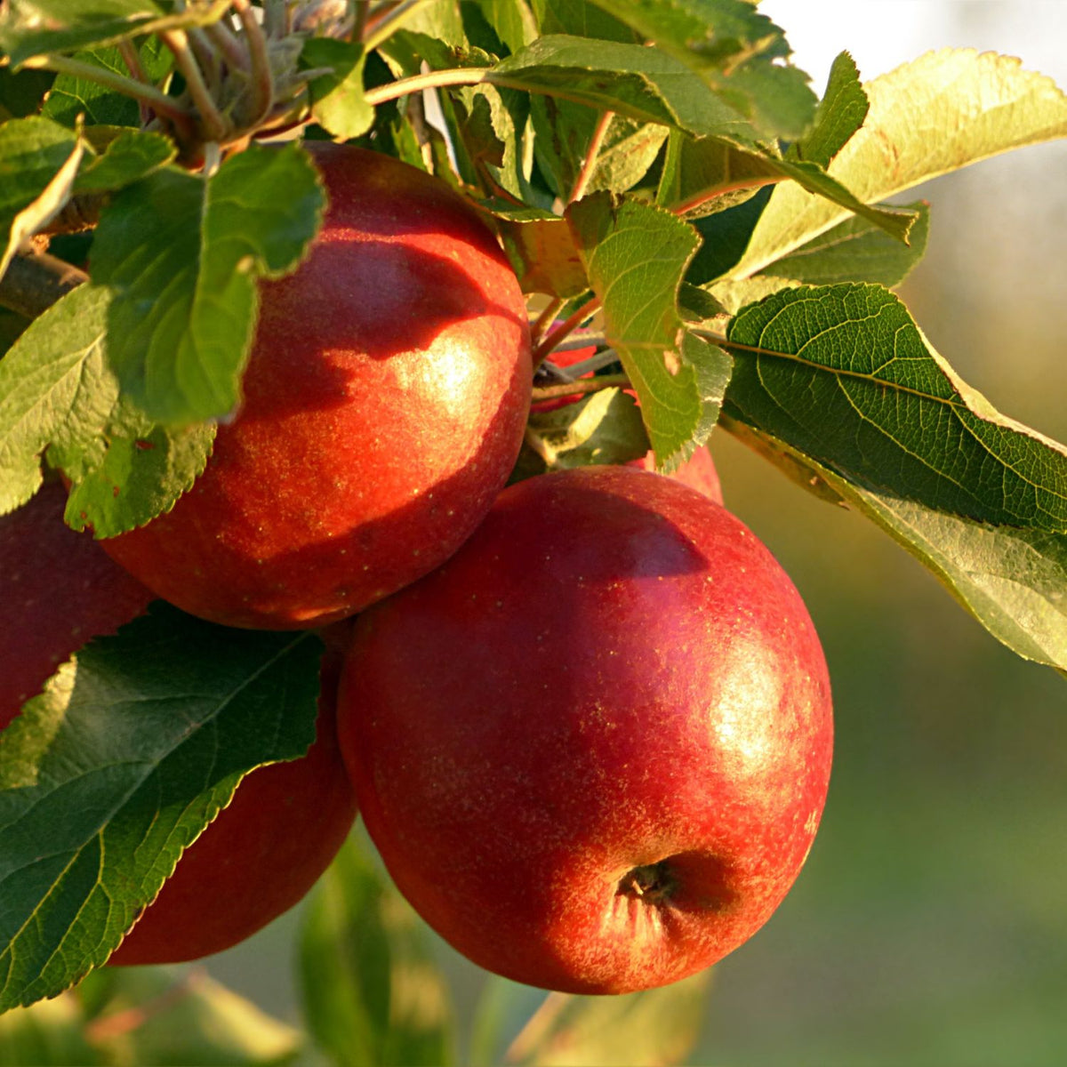 Certified Organic McIntosh Ruby Red Apples (per kg)