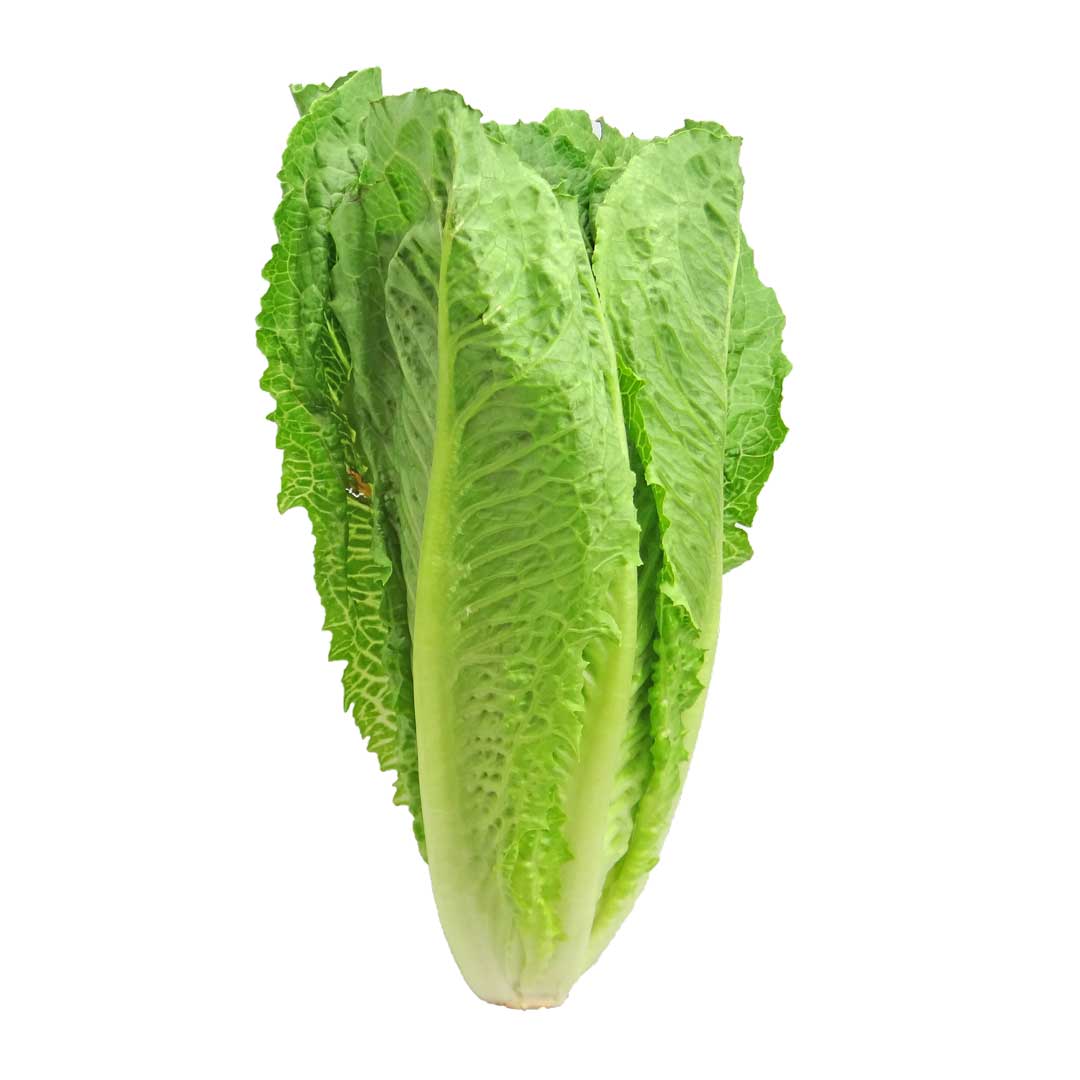 Certified Organic Romaine Lettuce (Each) - Lifestyle Markets