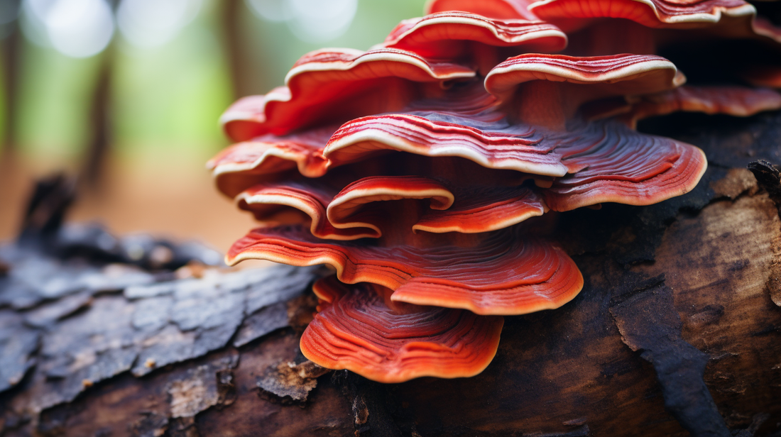 5 Best Herbs for the Liver and Gallbladder