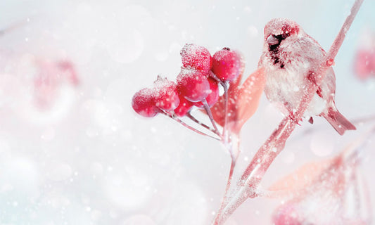9 Tips to Stay Healthy This Holiday Season