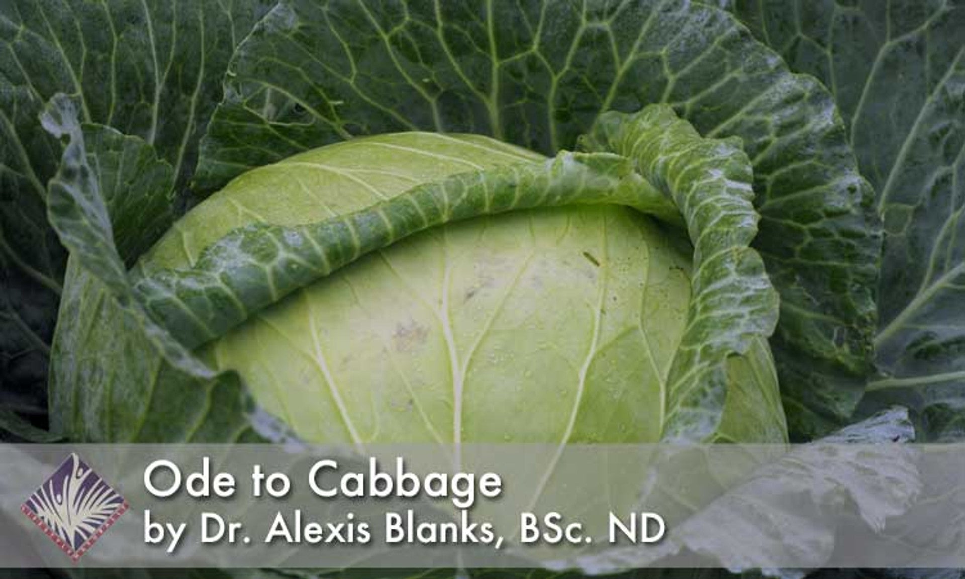 Ode to Cabbage