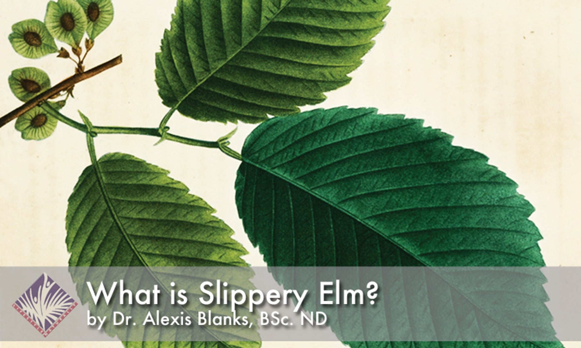 The Truth About What is Slippery Elm Bark