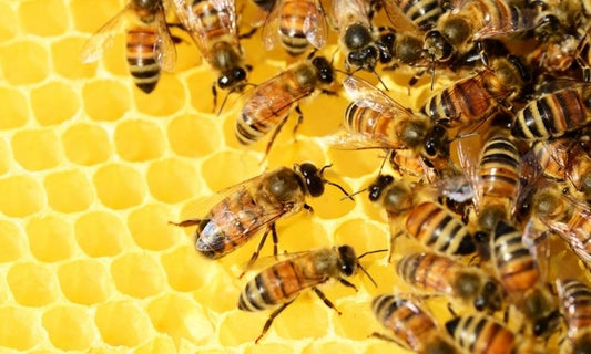 Give Bees a Chance
