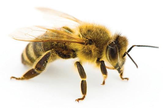 The Healing Power of Manuka Honey