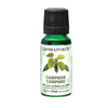 Aromaforce Essential Oil - Camphor (15ml)