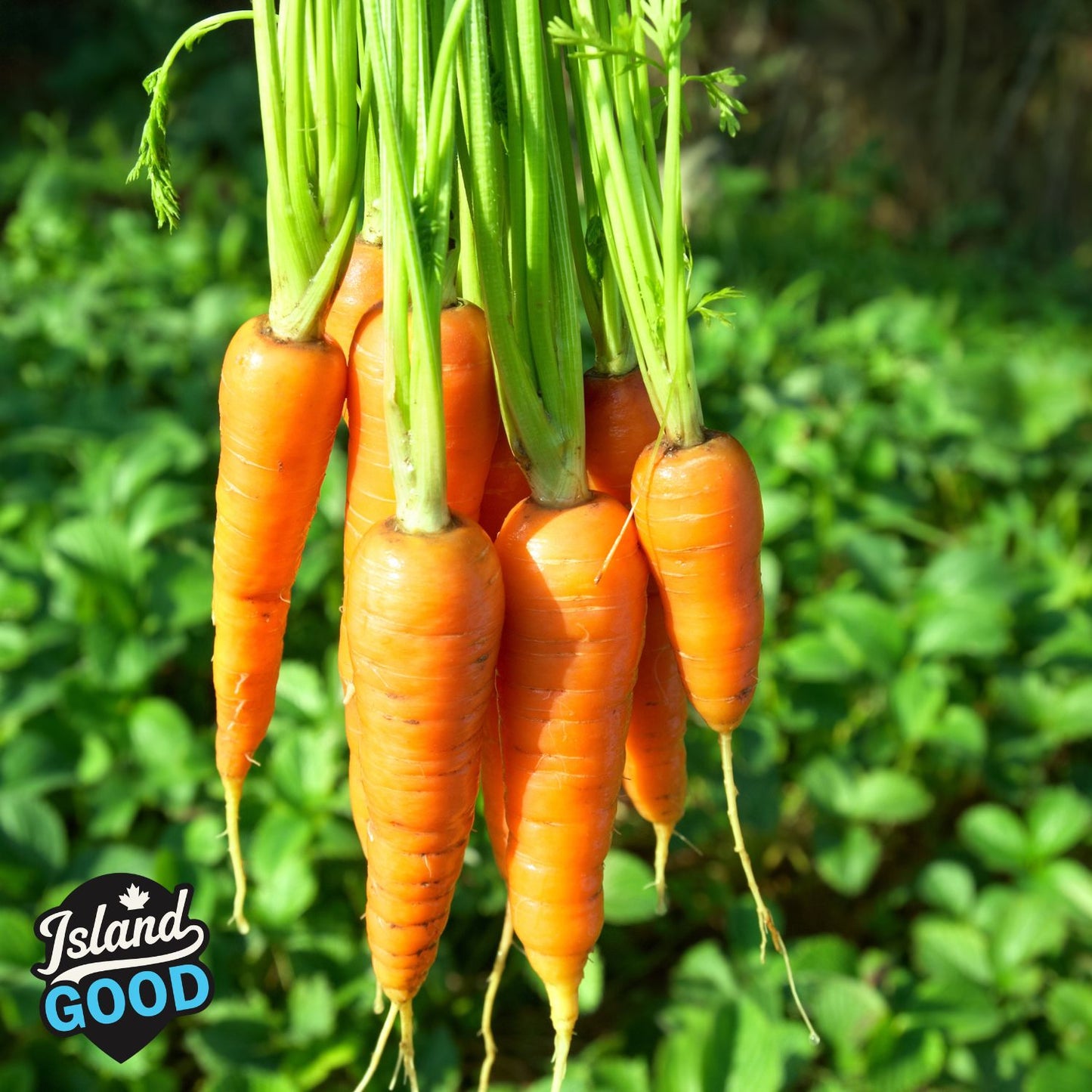 Certified Organic LOCAL Carrots - Bunched (Approx 5 - 8 pcs)