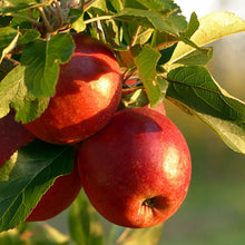 Certified Organic McIntosh Ruby Red Apples (per kg)