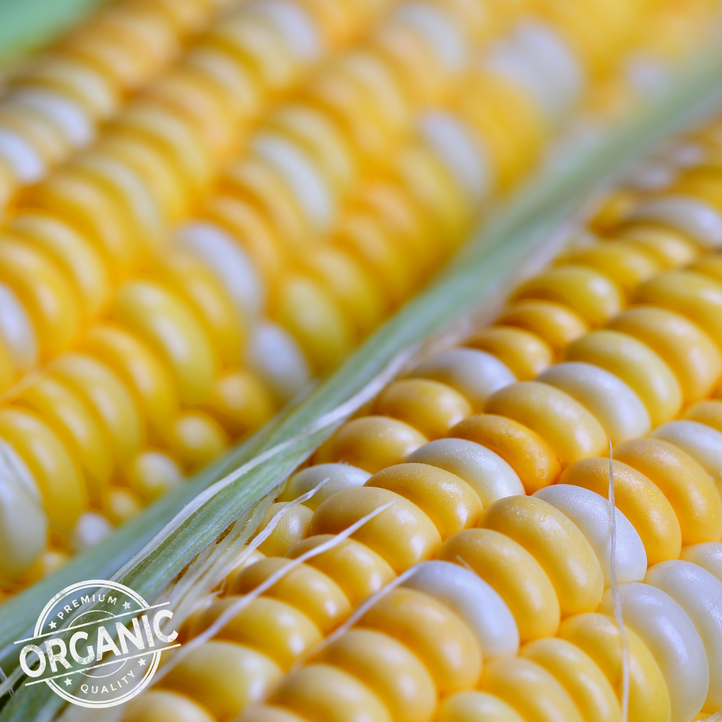 Certified Organic Corn (Each)