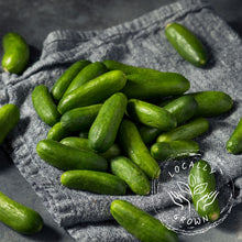 Certified Organic LOCAL Cucumber Mini (454g Bag)