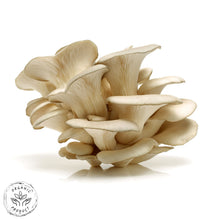 Certified Organic Oyster Mushrooms