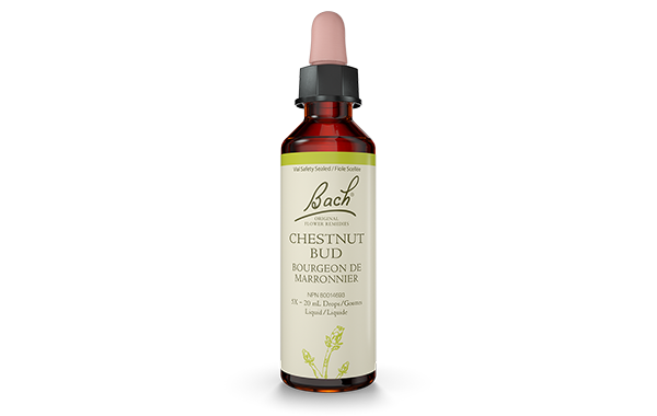 Bach Chestnut Bud (20ml) - Lifestyle Markets