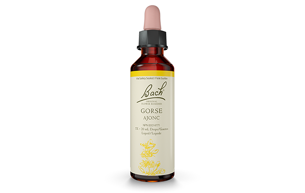 Bach Gorse (20ml) - Lifestyle Markets