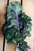 Certified Organic Purple Kale (Each) - Lifestyle Markets